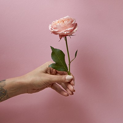 Woman's hand with tattoo holds a pink rose on a pink background with copy space. Postcard layout